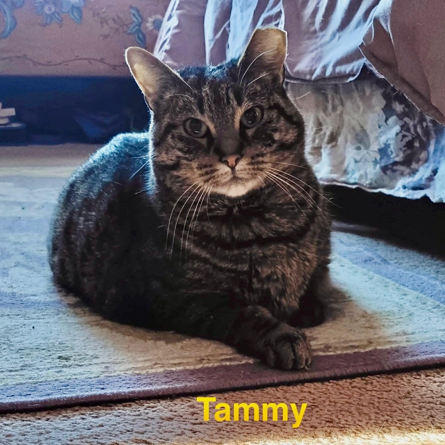 Enlarge Tammy, a Adoptable Domestic Short Hair in Menasha, WI image 1/4