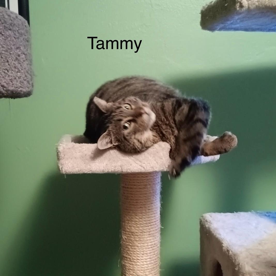 Enlarge Tammy, a Adoptable Domestic Short Hair in Menasha, WI image 4/4