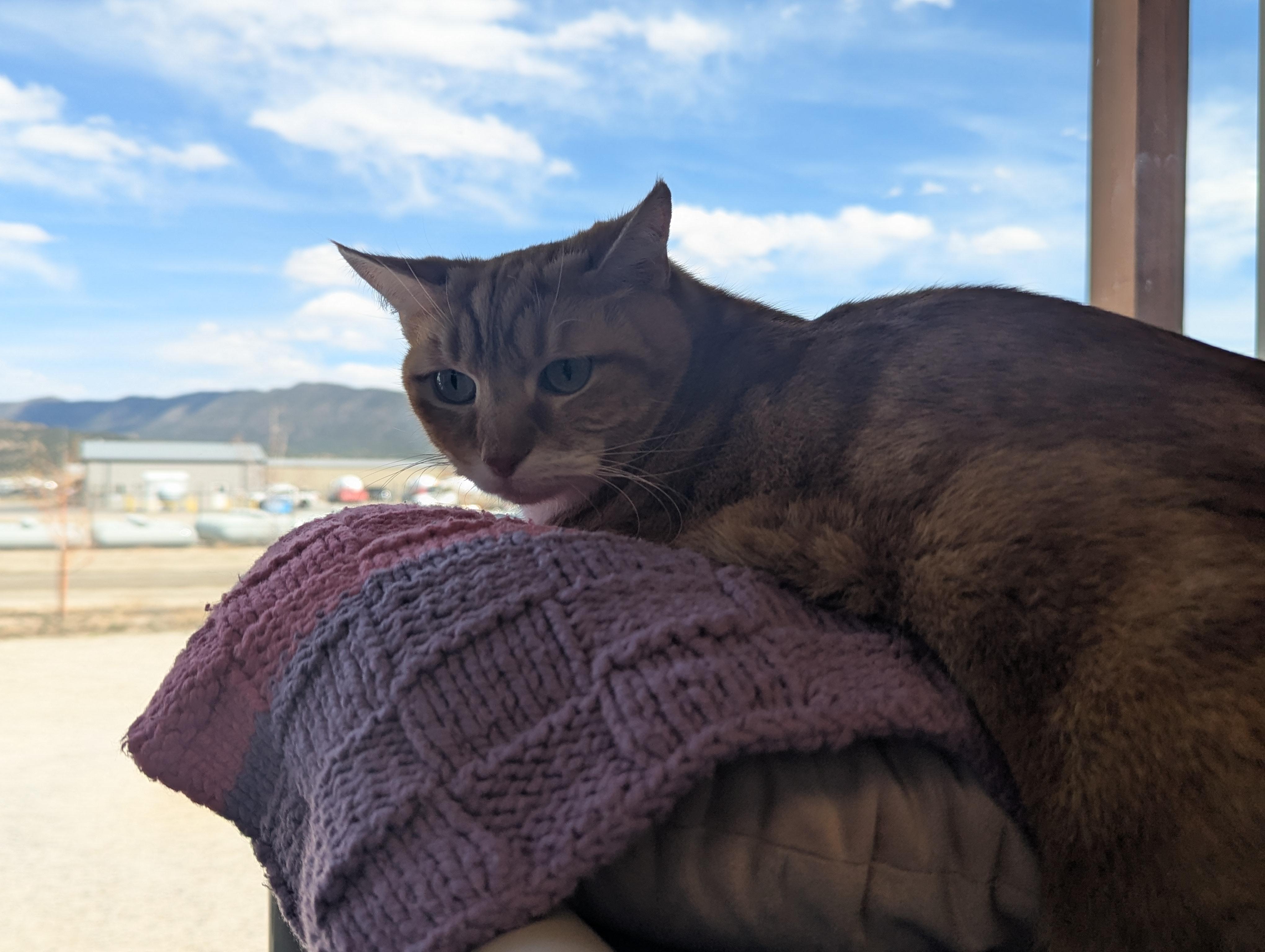 Enlarge Amber, a ADOPTABLE mixed breed in Buena Vista, CO image 2/3