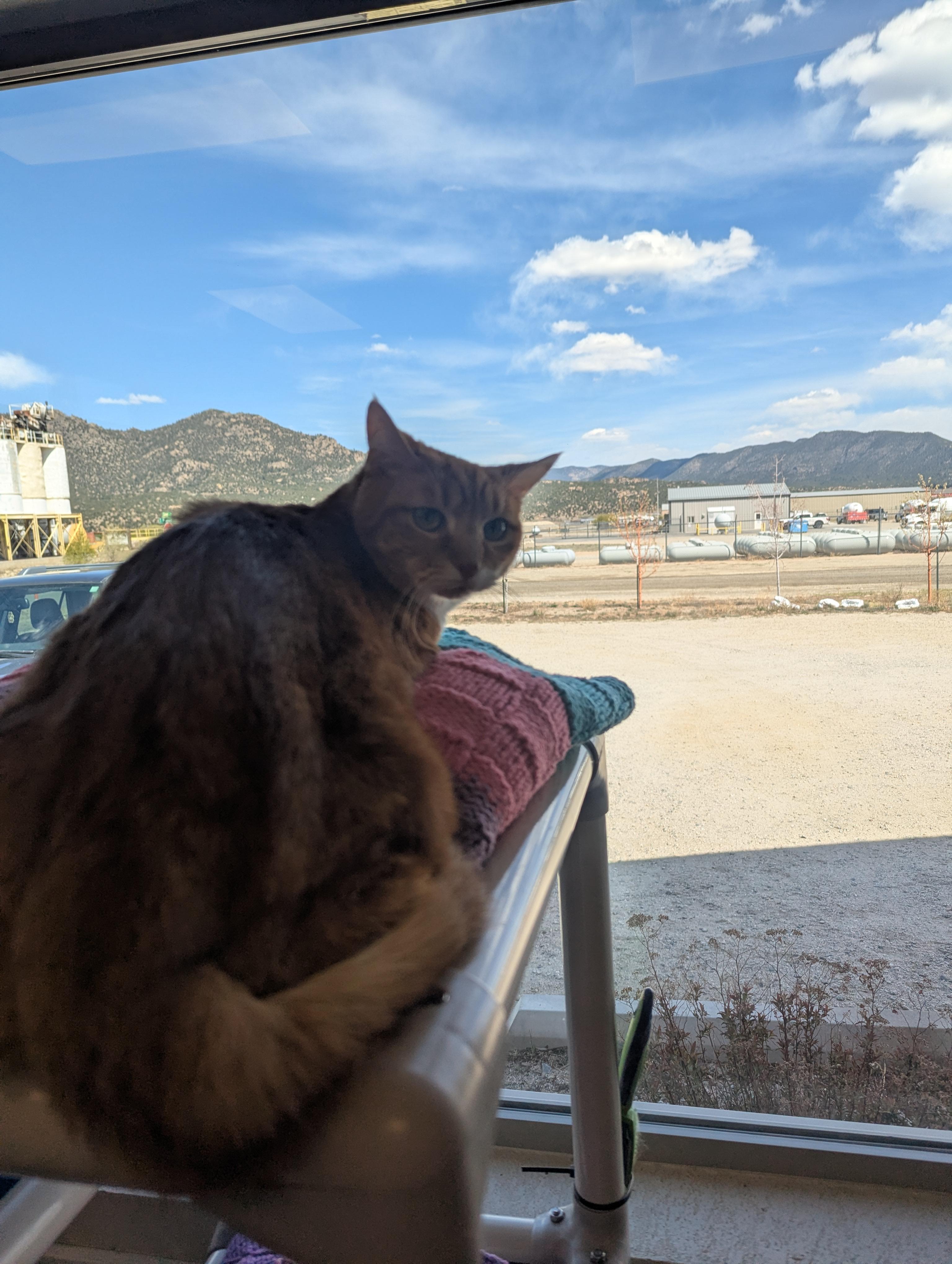 Enlarge Amber, a ADOPTABLE mixed breed in Buena Vista, CO image 3/3