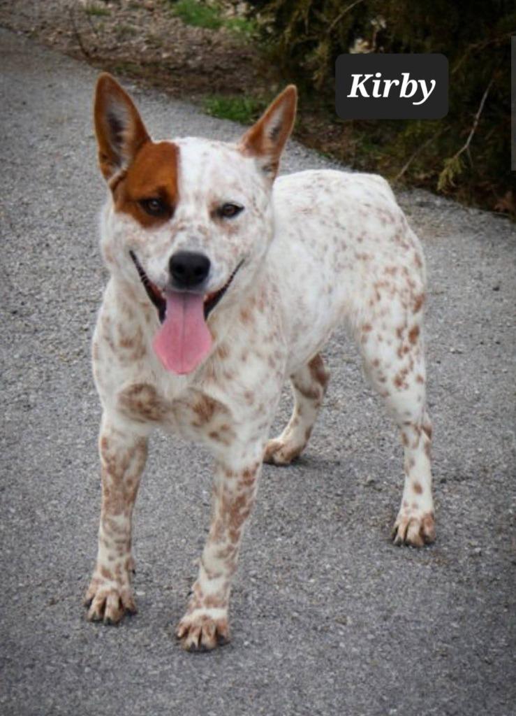 Enlarge Kirby, a Adoptable Cattle Dog in Buffalo, MO image 1/1