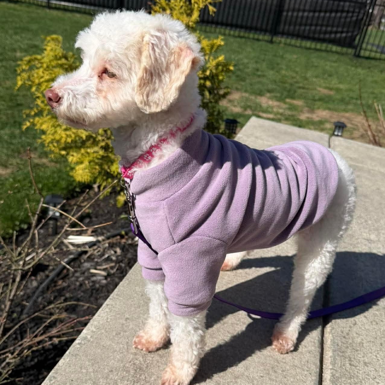 Enlarge Dory, an adopted Miniature Poodle in Rochester, NY image 6/6