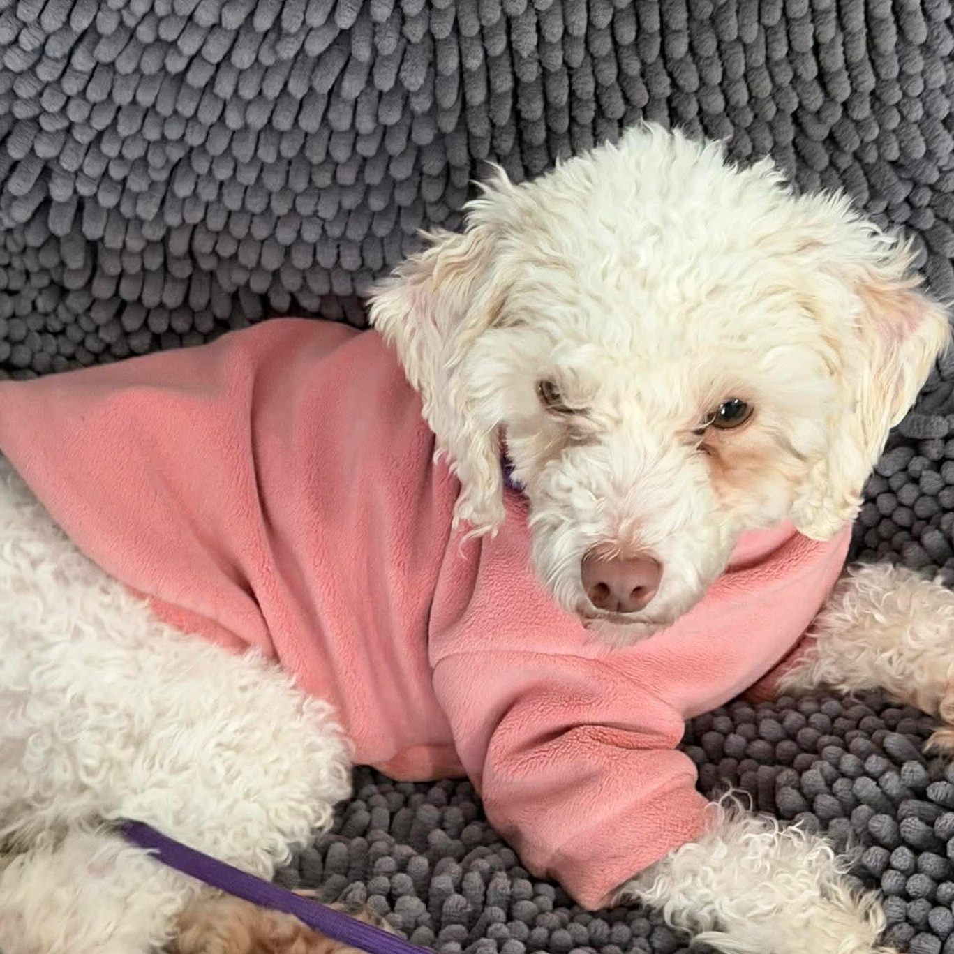 Enlarge Dory, an adopted Miniature Poodle in Rochester, NY image 2/6