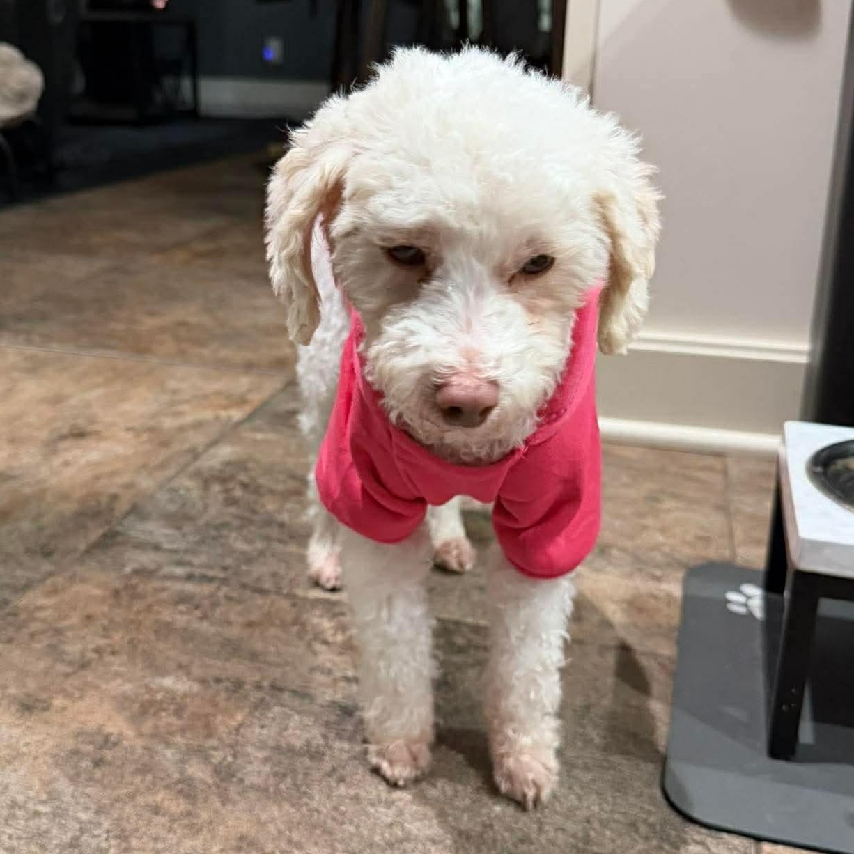 Enlarge Dory, an adopted Miniature Poodle in Rochester, NY image 4/6
