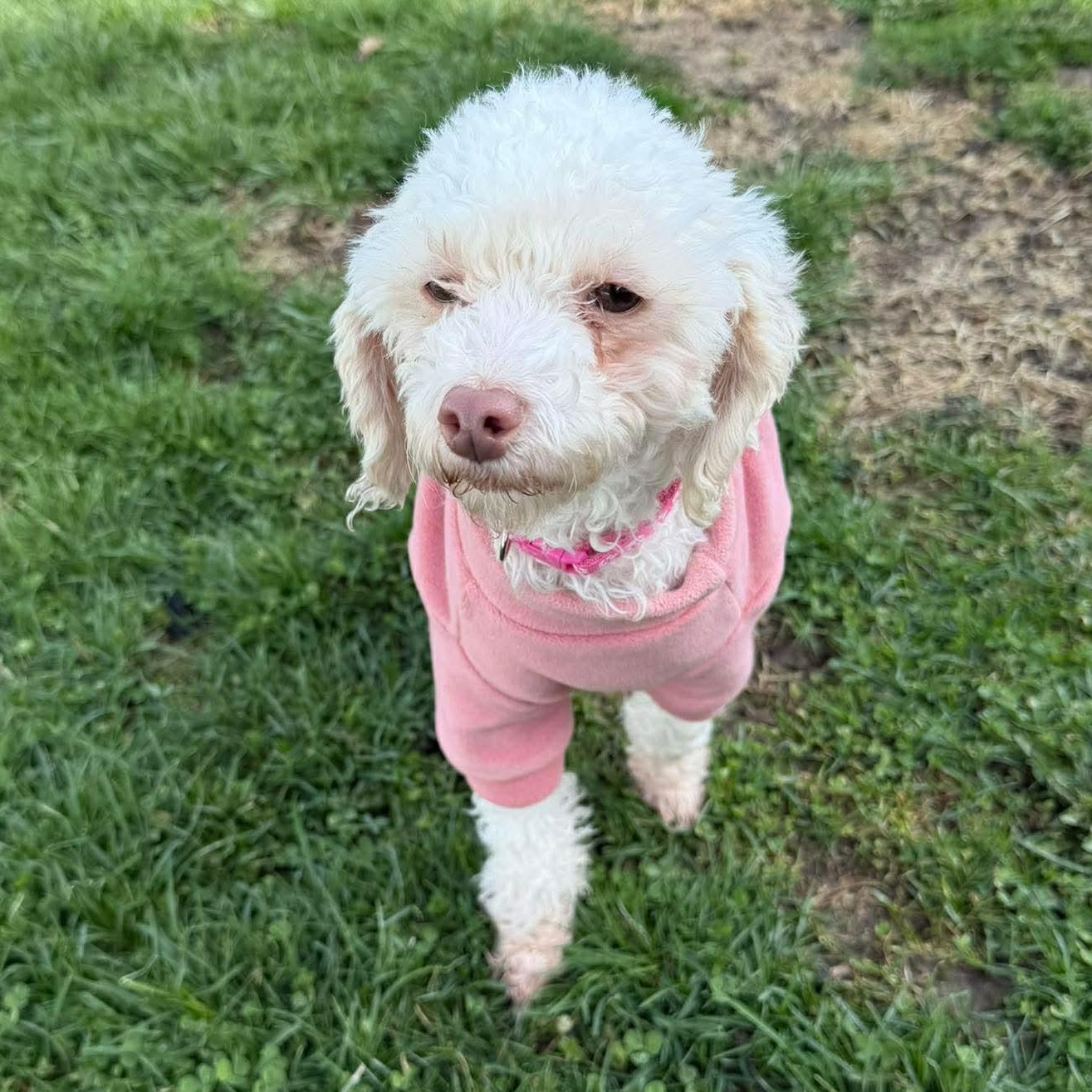 Enlarge Dory, an adopted Miniature Poodle in Rochester, NY image 5/6