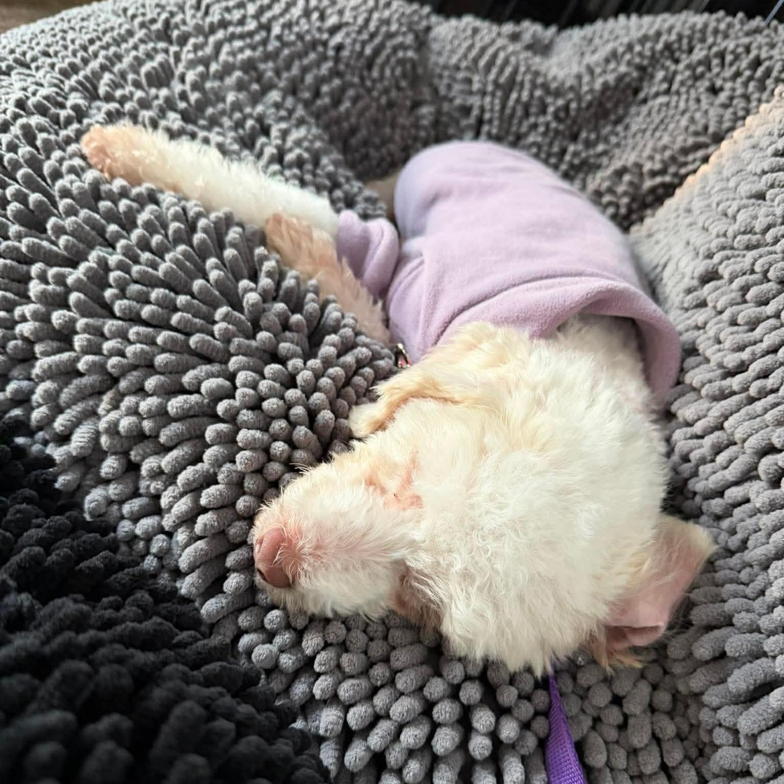Enlarge Dory, an adopted Miniature Poodle in Rochester, NY image 3/6