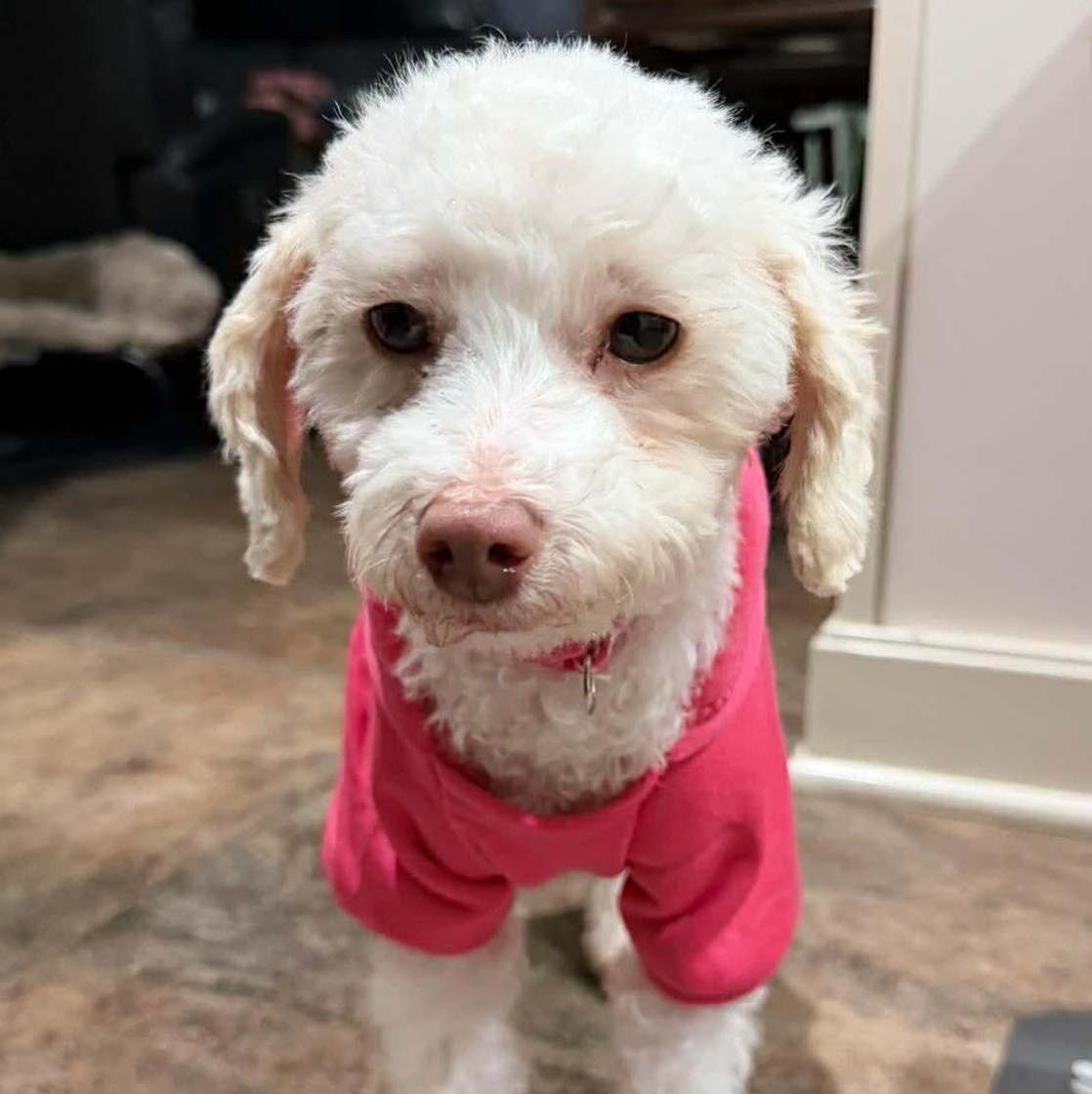 Dory, adopted, Adult Female Miniature Poodle.