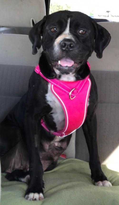 Fiona, Adopted, Adult Female American Bulldog & Boxer.