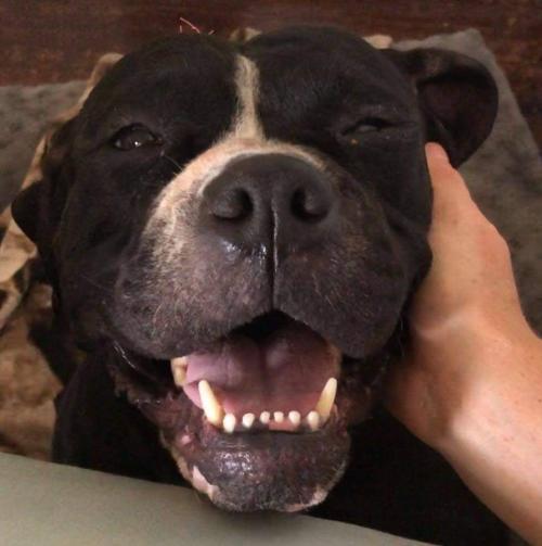 Enlarge Fiona, a Adopted mixed breed in West Palm Beach, FL image 2/6