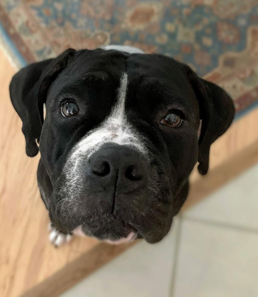 Enlarge Fiona, a Adopted mixed breed in West Palm Beach, FL image 3/6