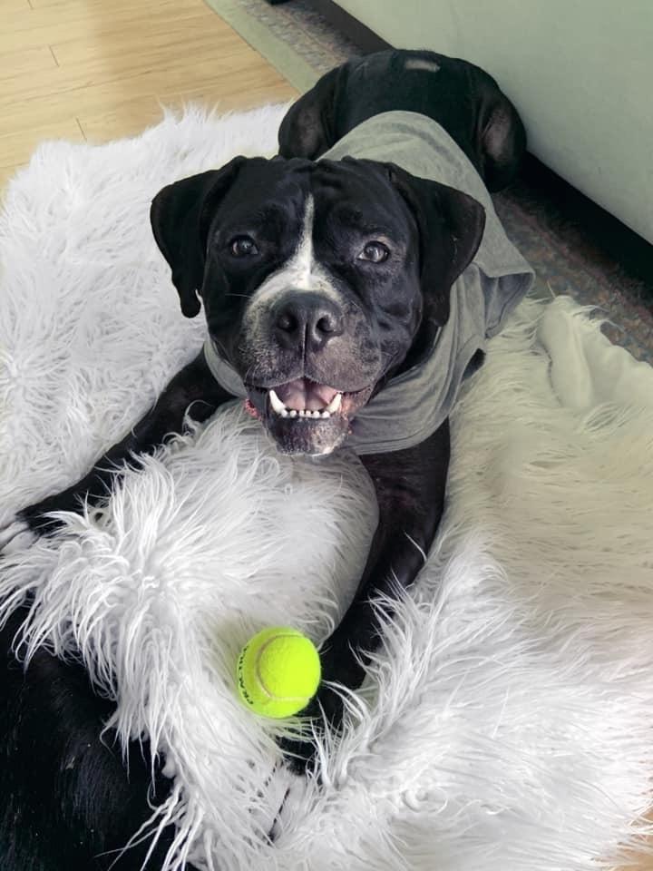 Enlarge Fiona, a Adopted mixed breed in West Palm Beach, FL image 4/6