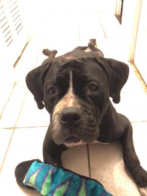 Enlarge Fiona, a Adopted mixed breed in West Palm Beach, FL image 6/6