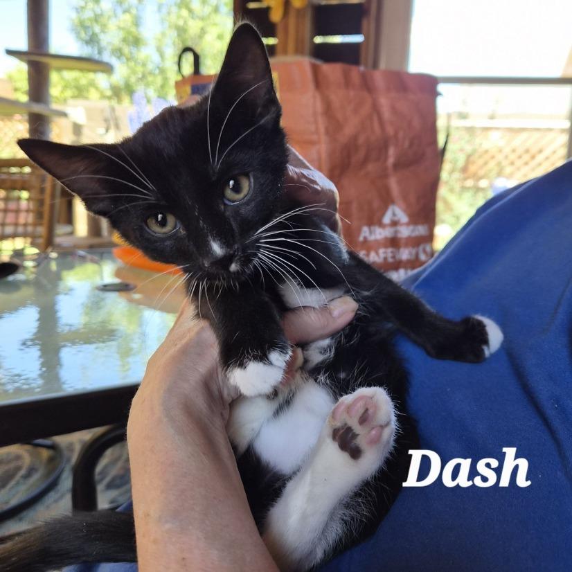 Dash, an adopted Domestic Short Hair in Prescott, AZ image 1/3