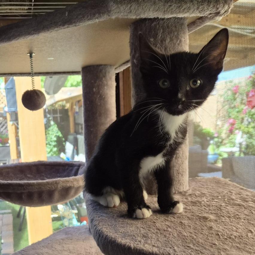 Dash, an adopted Domestic Short Hair in Prescott, AZ image 2/3