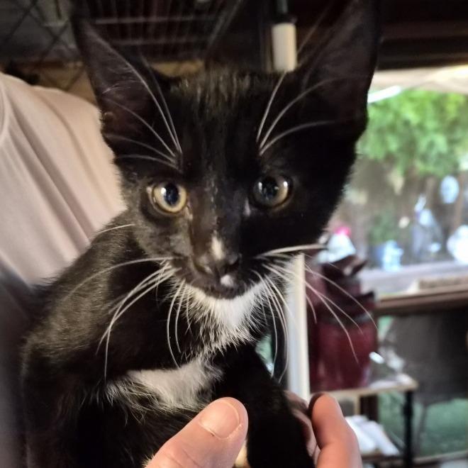 Dash, an adopted Domestic Short Hair in Prescott, AZ image 3/3