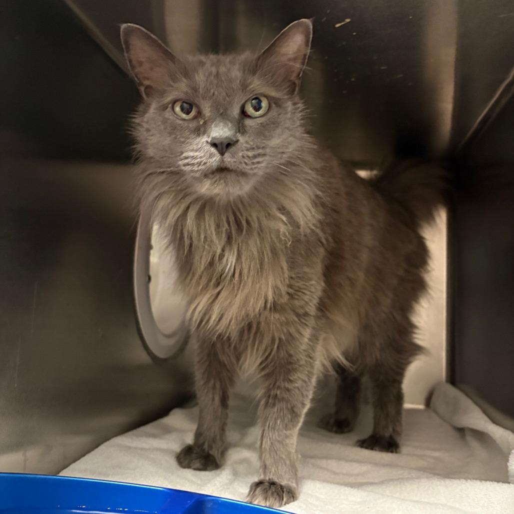 Starks, Adoptable, Adult Male Domestic Long Hair.