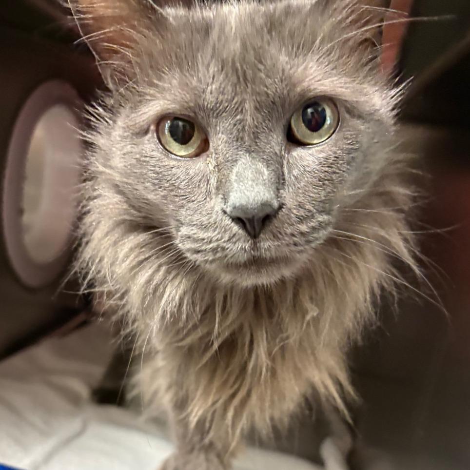 Enlarge Starks, a Adoptable Domestic Long Hair in Nashville, TN image 2/4