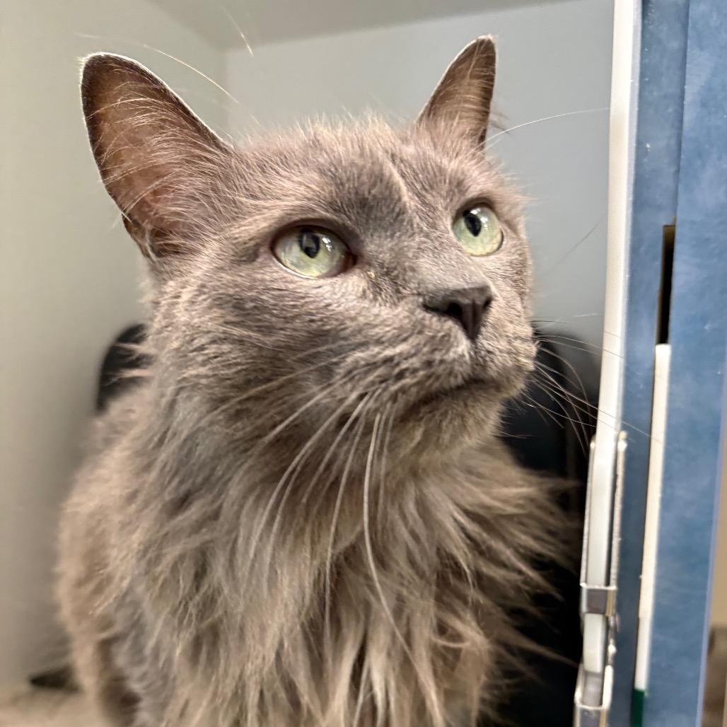 Enlarge Starks, a Adoptable Domestic Long Hair in Nashville, TN image 3/4