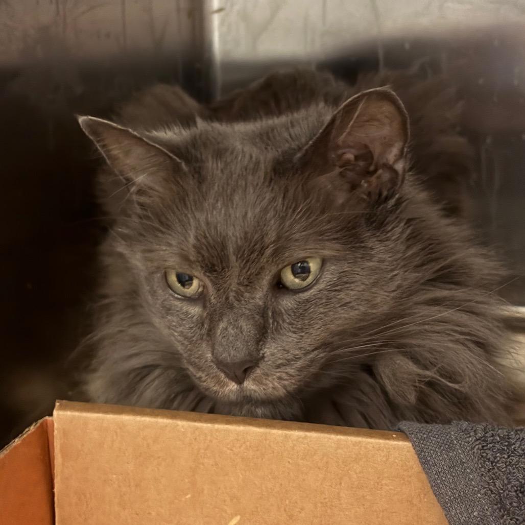 Enlarge Starks, a Adoptable Domestic Long Hair in Nashville, TN image 4/4