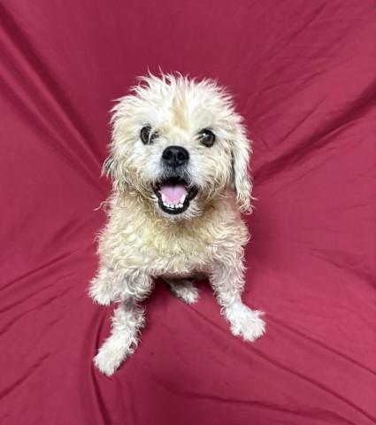 RAMEN, Adoptable, Adult Female Shih Tzu & Mixed Breed.