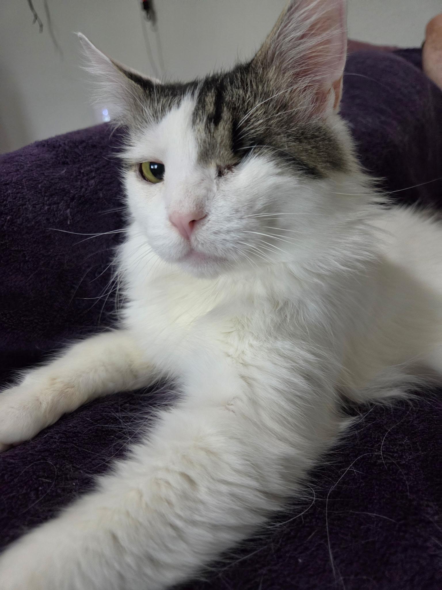 Winks, Adoptable, Adult Female Norwegian Forest Cat & Domestic Long Hair.