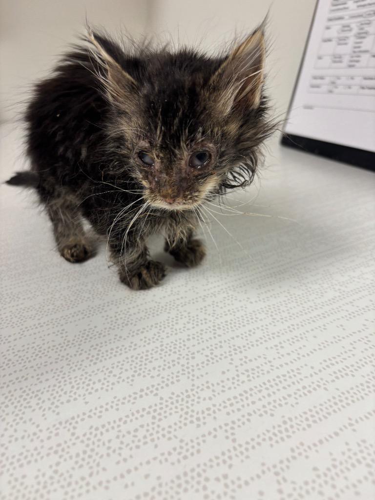 Enlarge Chase, an adopted mixed breed in Greenfield, IN image 1/1