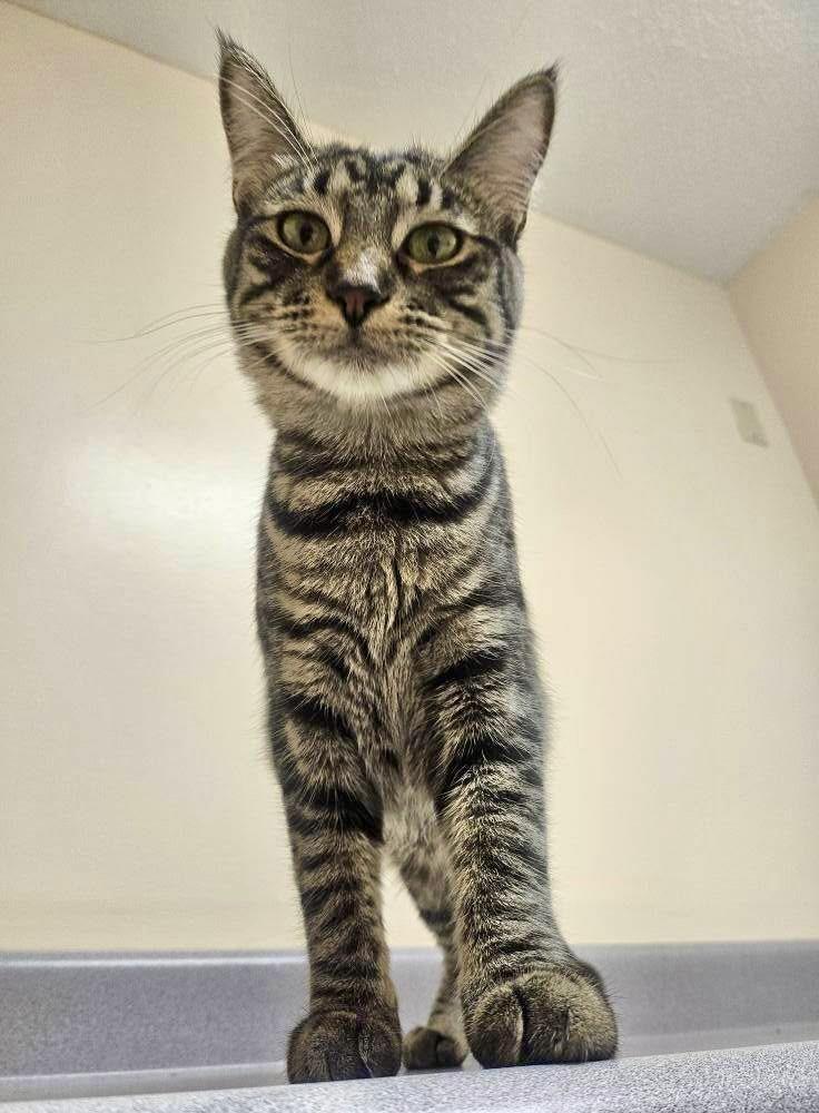 Iris, Adoptable, Kitten Female Domestic Short Hair.