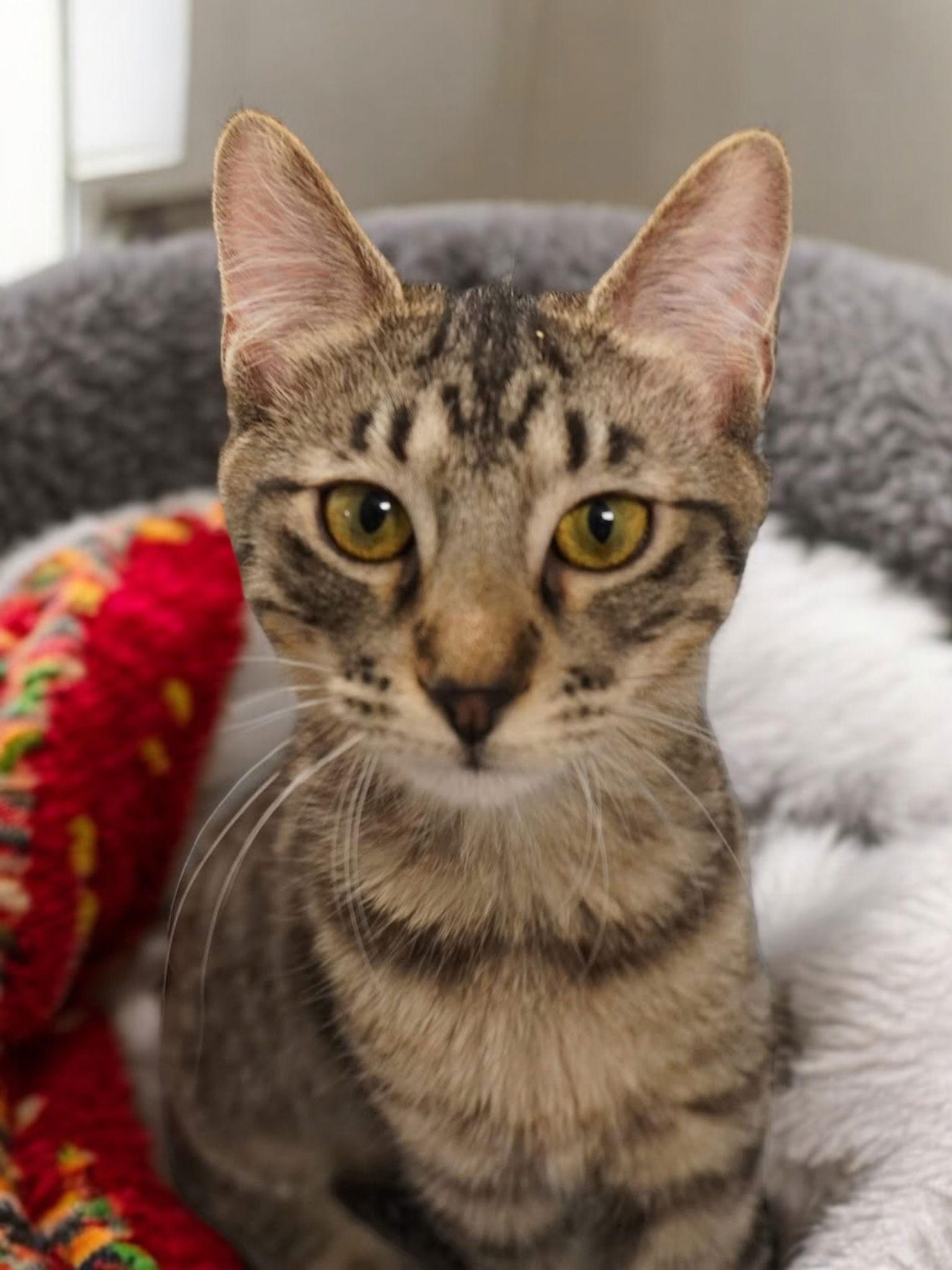 Iris, a Adoptable Domestic Short Hair in Champaign, IL image 2/3