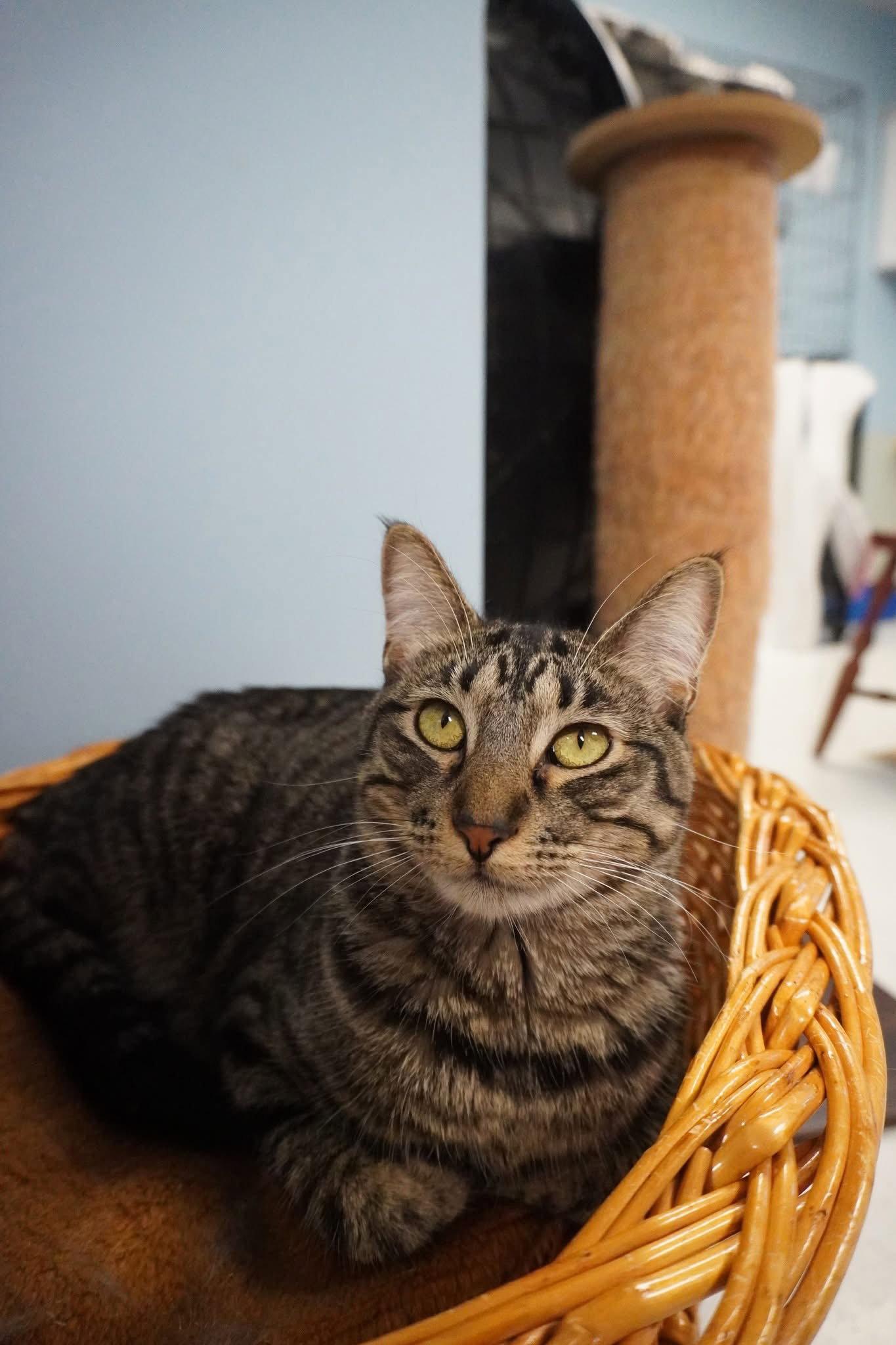 Enlarge Iris, a Adoptable Domestic Short Hair in Champaign, IL image 1/3