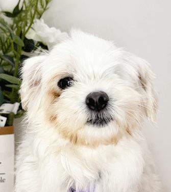 Enlarge MALBA, a ADOPTABLE Maltese in Castro Valley, CA image 2/3