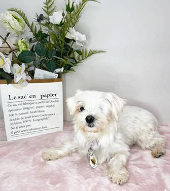 Enlarge MALBA, a ADOPTABLE Maltese in Castro Valley, CA image 3/3