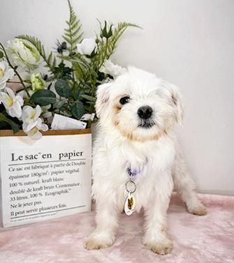 MALBA, ADOPTABLE, Adult Female Maltese.