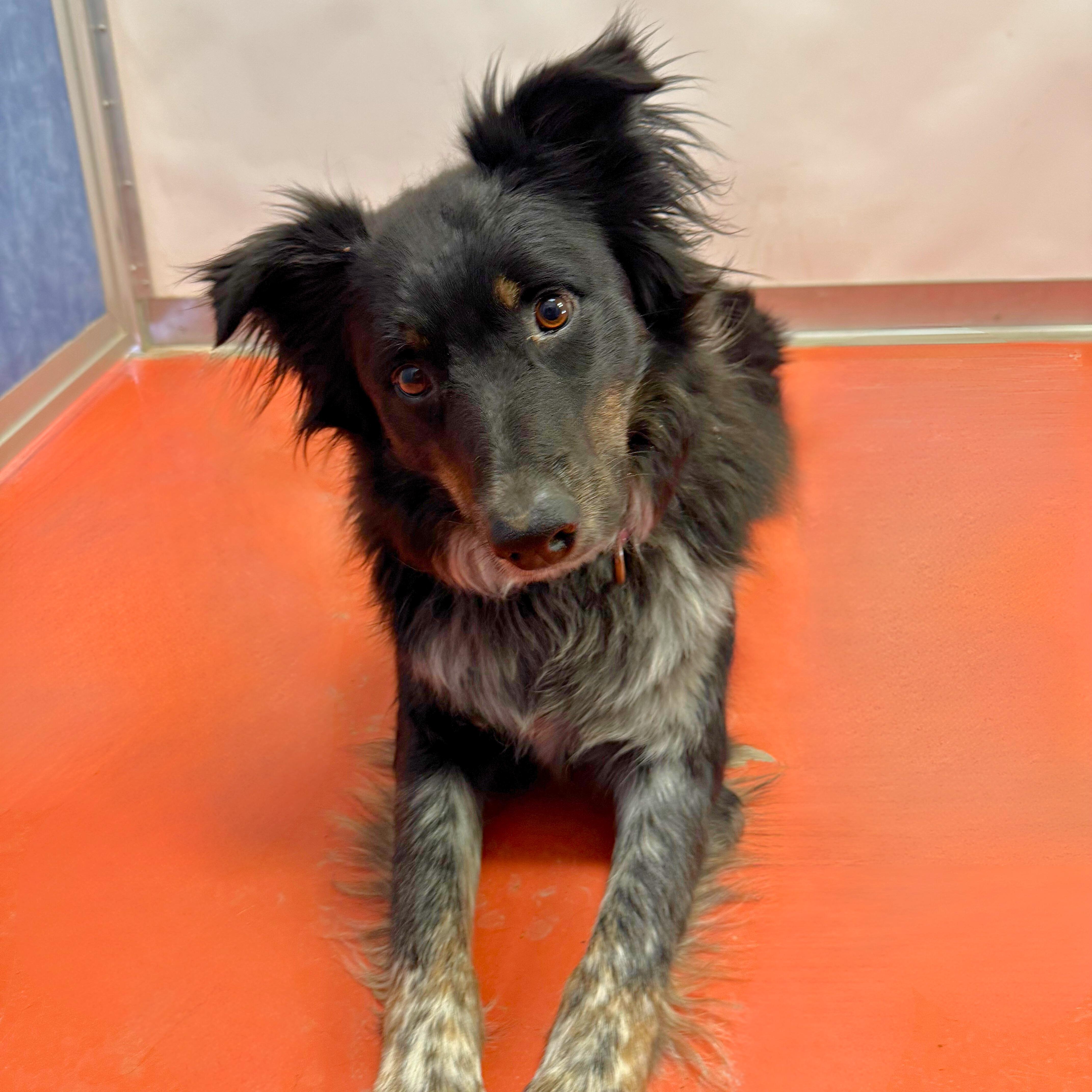 Enlarge Kip, an adopted mixed breed in Ridgway, CO image 3/4