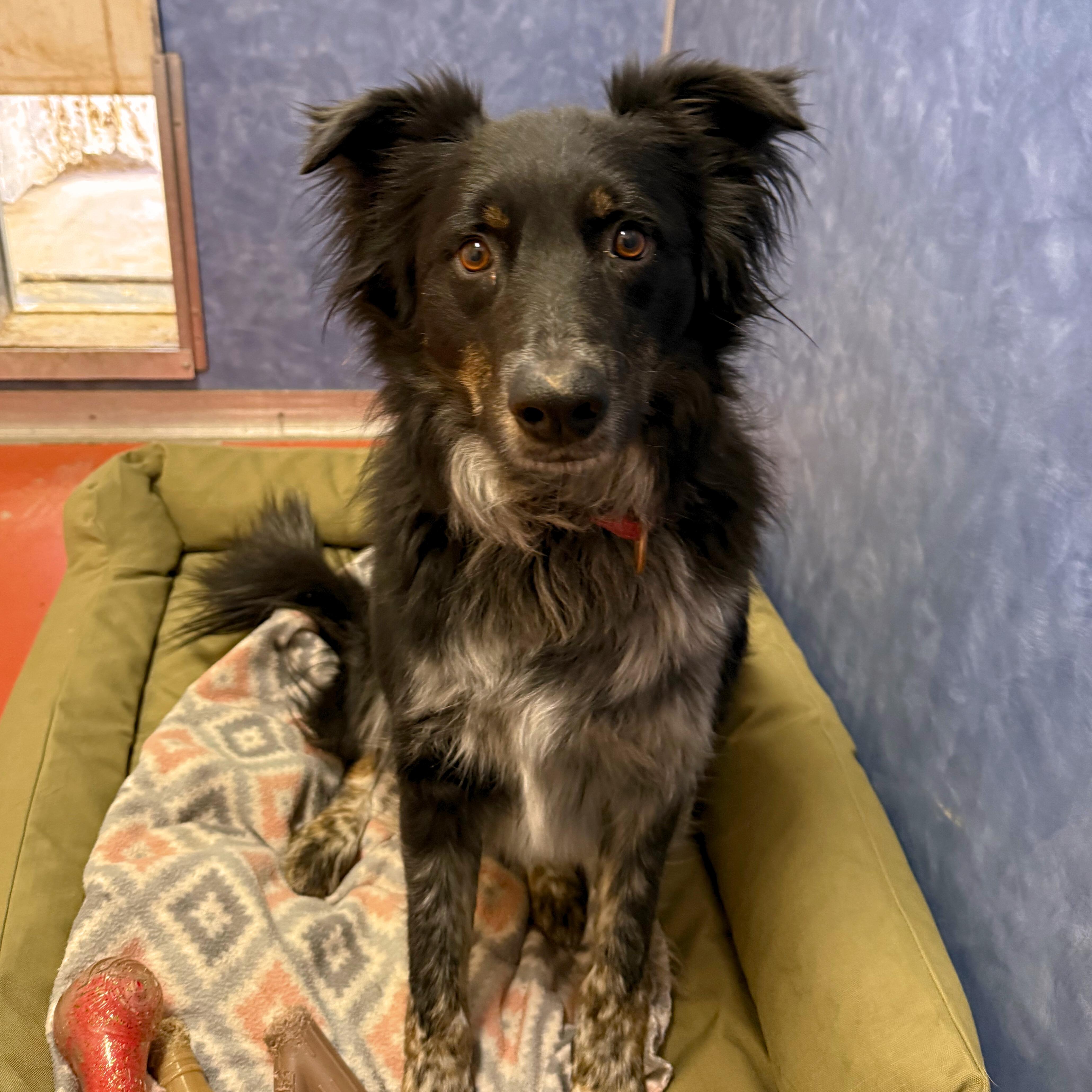 Enlarge Kip, an adopted mixed breed in Ridgway, CO image 4/4