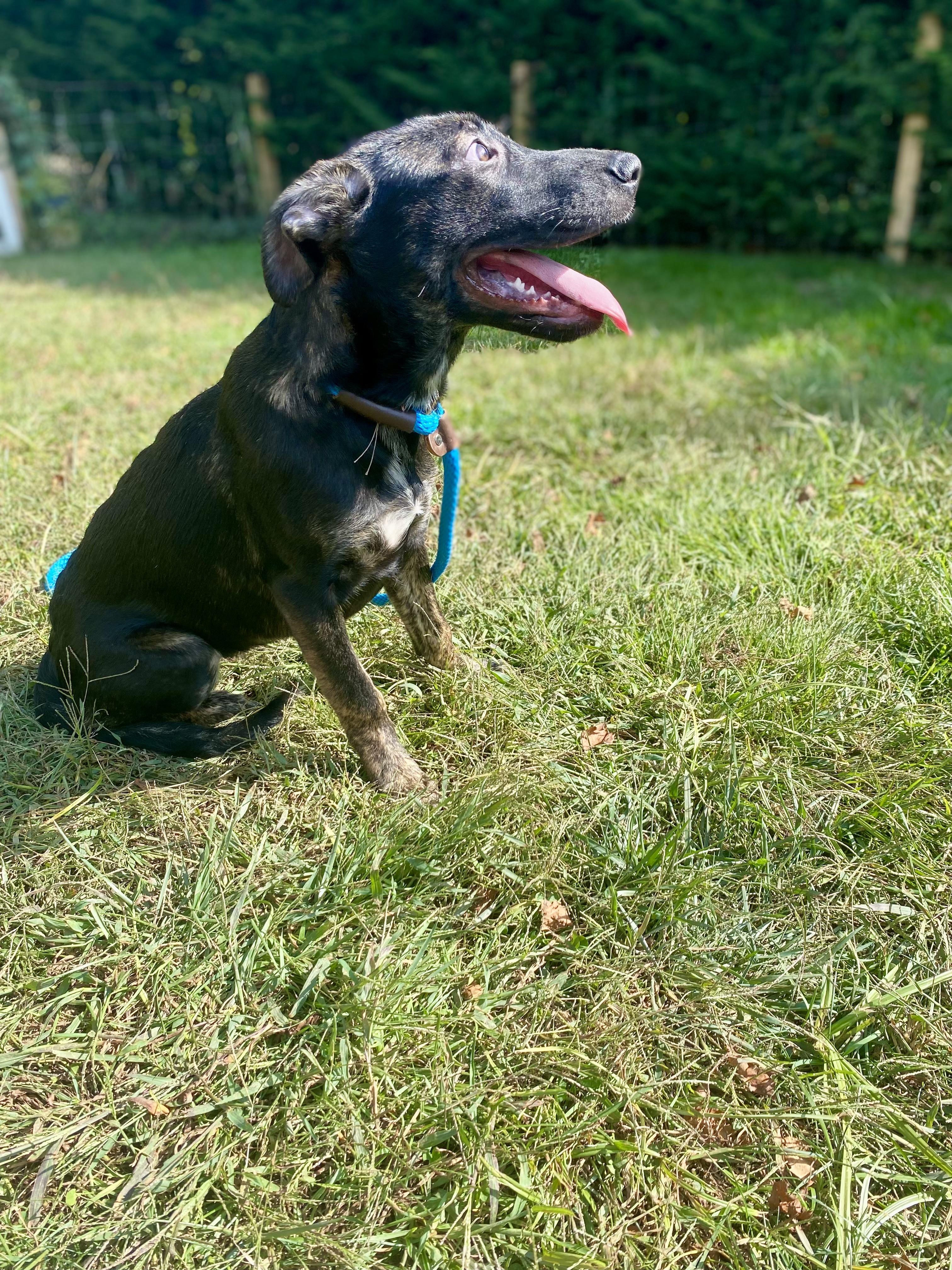 Enlarge Storm, a Adopted mixed breed in Sag Harbor, NY image 4/6
