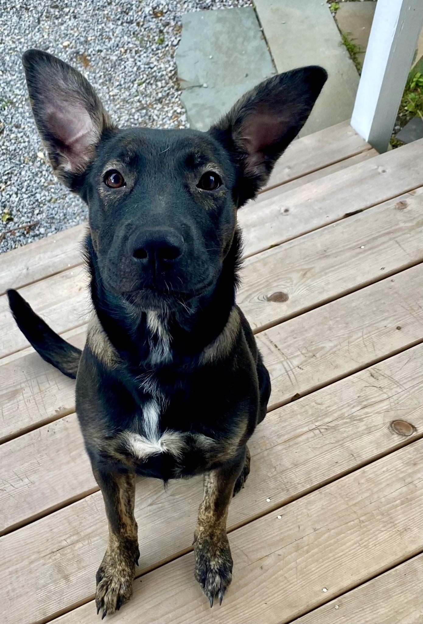 Storm, Adopted, Puppy Female Dutch Shepherd.
