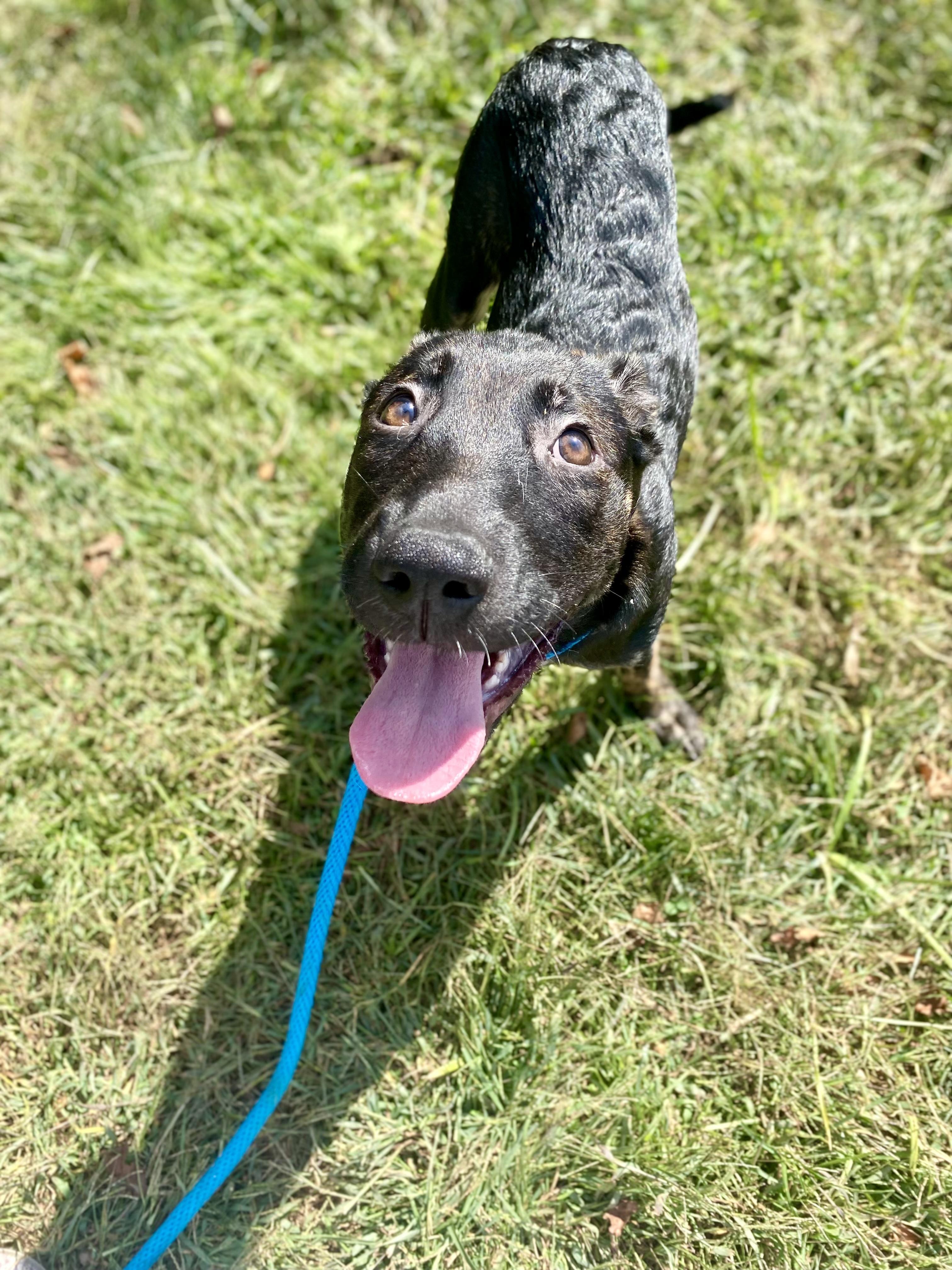 Enlarge Storm, a Adopted mixed breed in Sag Harbor, NY image 5/6