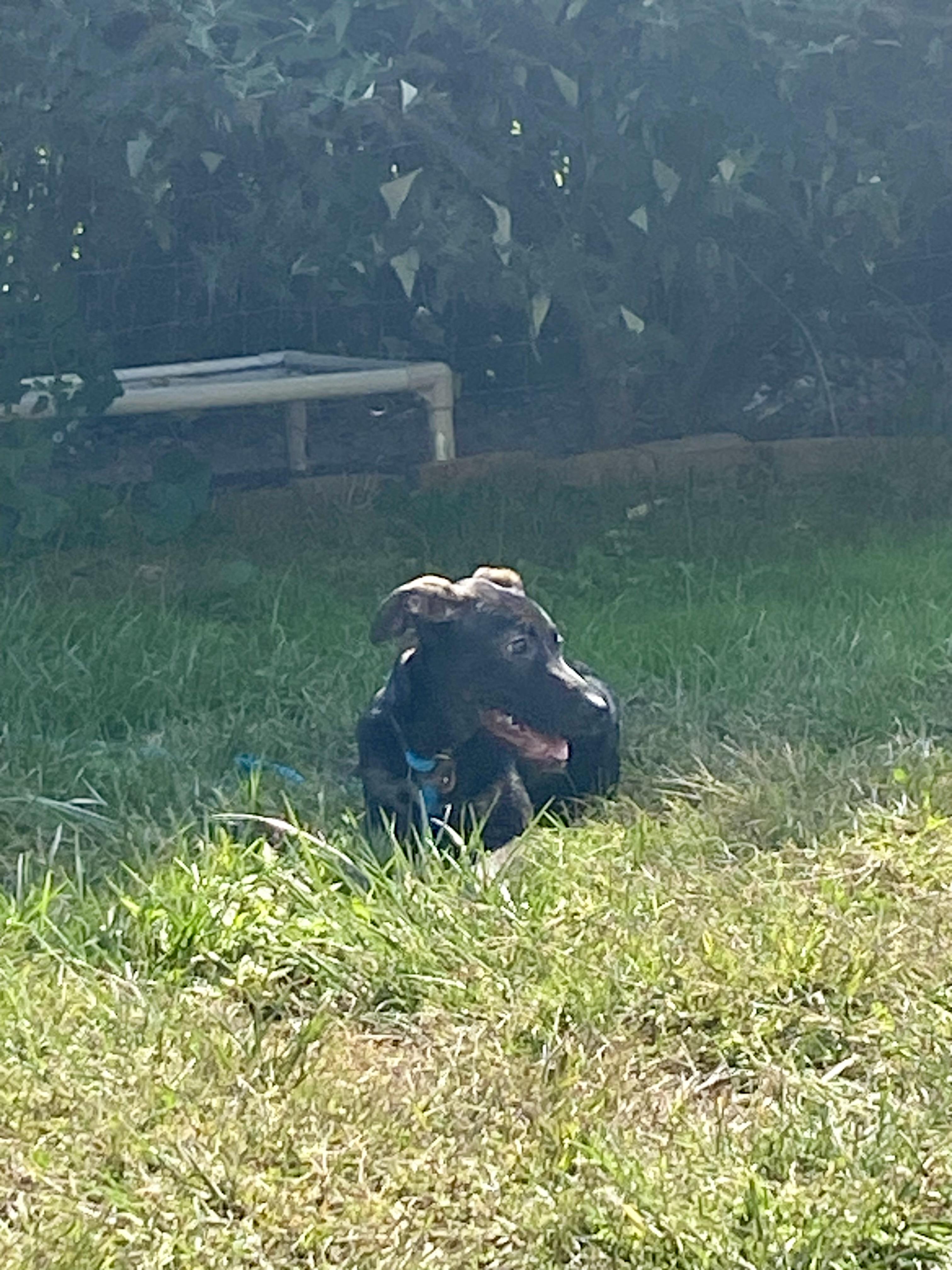 Enlarge Storm, a Adopted mixed breed in Sag Harbor, NY image 6/6