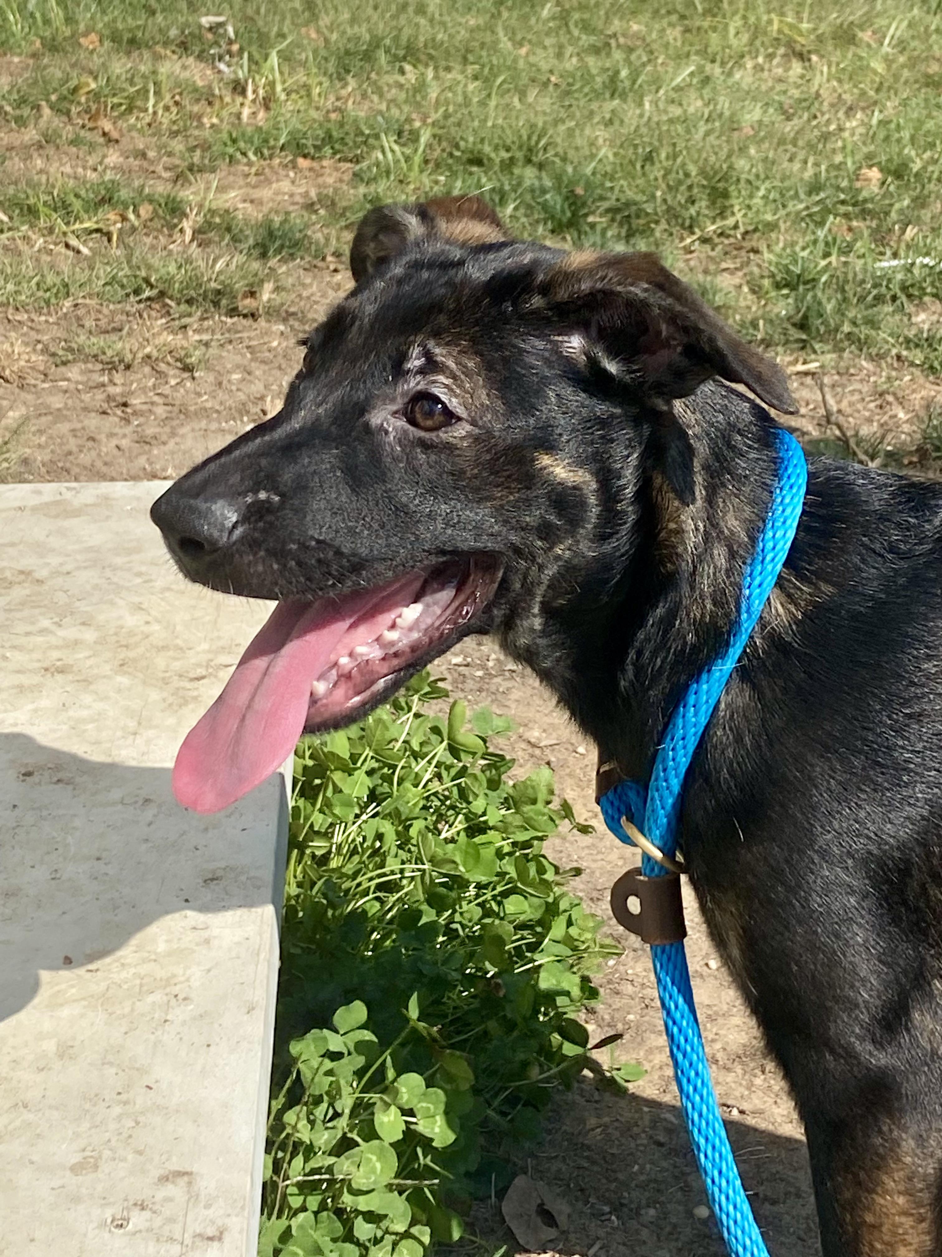 Enlarge Storm, a Adopted mixed breed in Sag Harbor, NY image 2/6