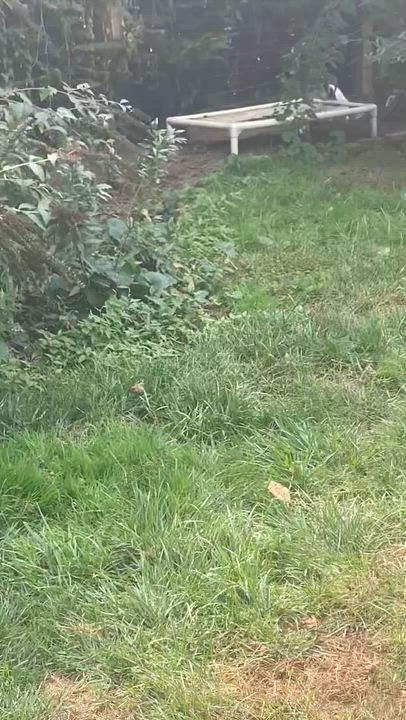 Enlarge Storm, a Adopted mixed breed in Sag Harbor, NY video 3/6