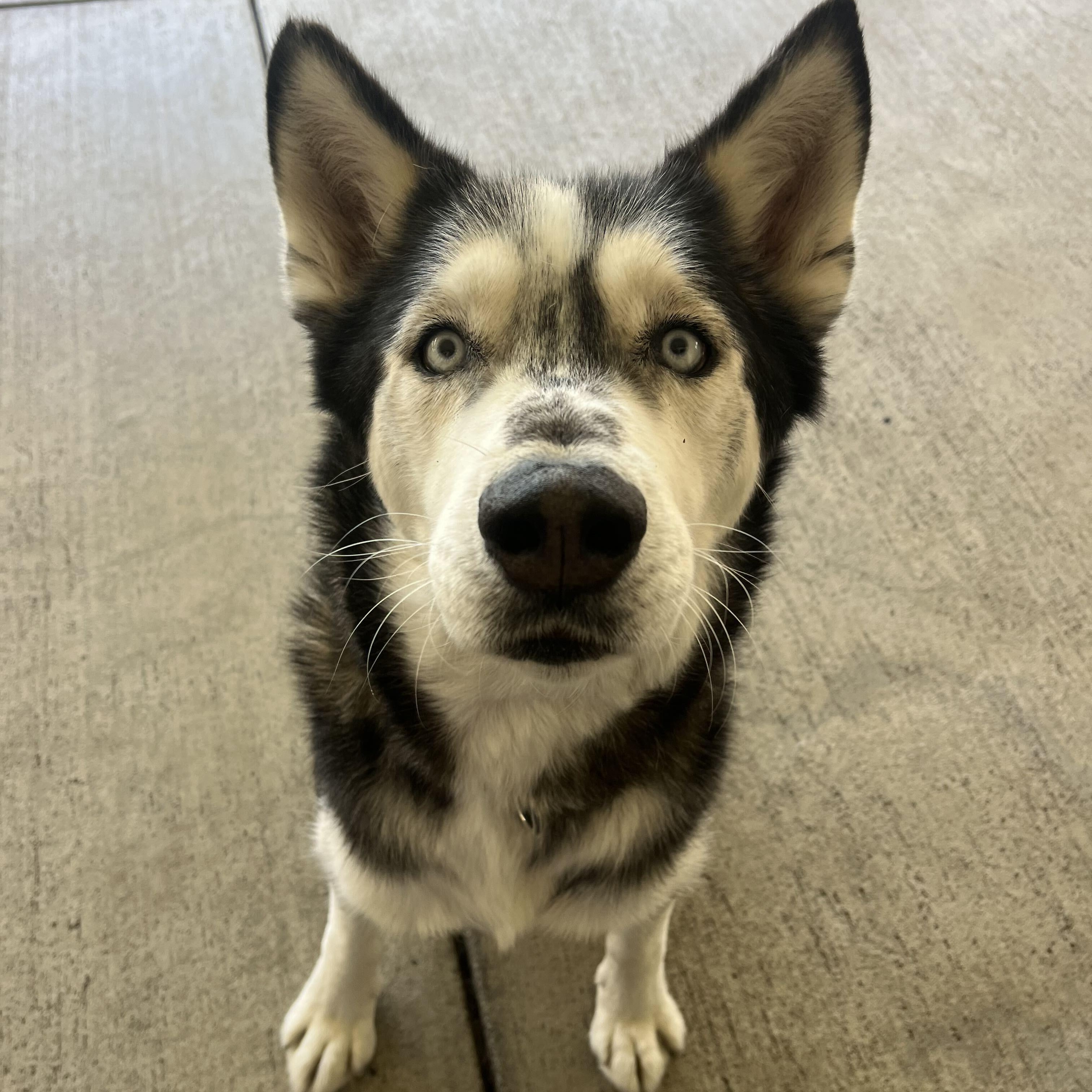 Enlarge Rex, a Adoptable Siberian Husky in San Rafael, CA image 6/6