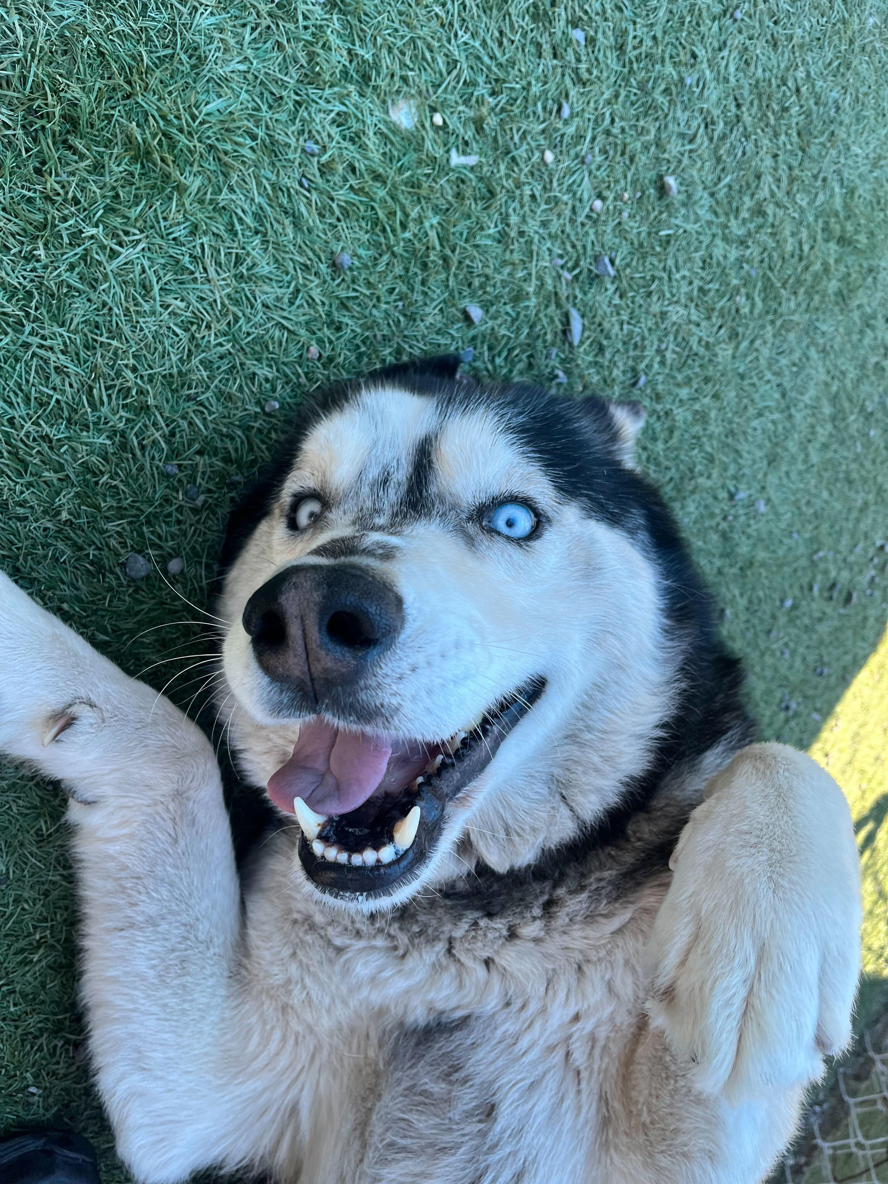 Rex, ADOPTABLE, Adult Male Siberian Husky.