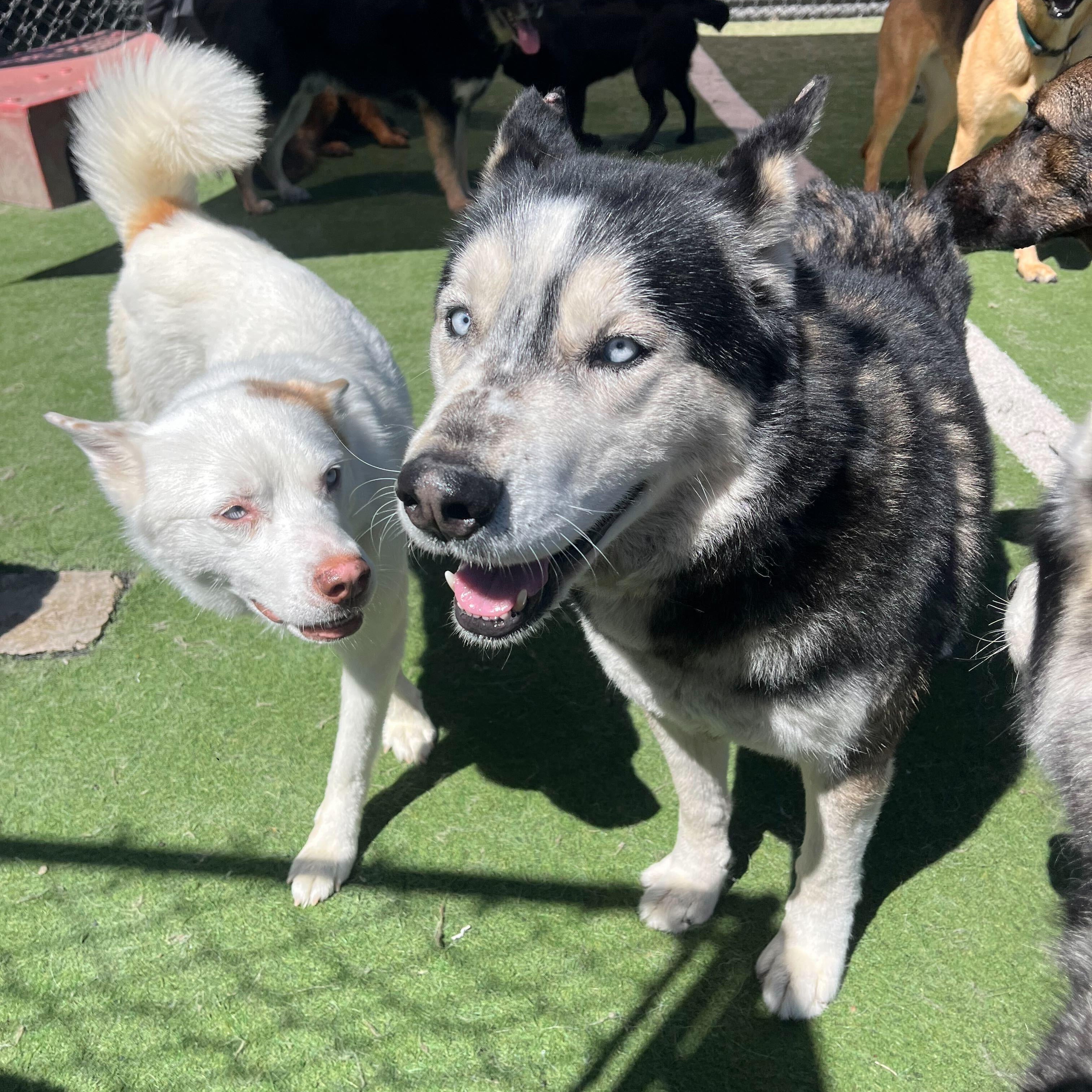 Enlarge Rex, a Adoptable Siberian Husky in San Rafael, CA image 4/6