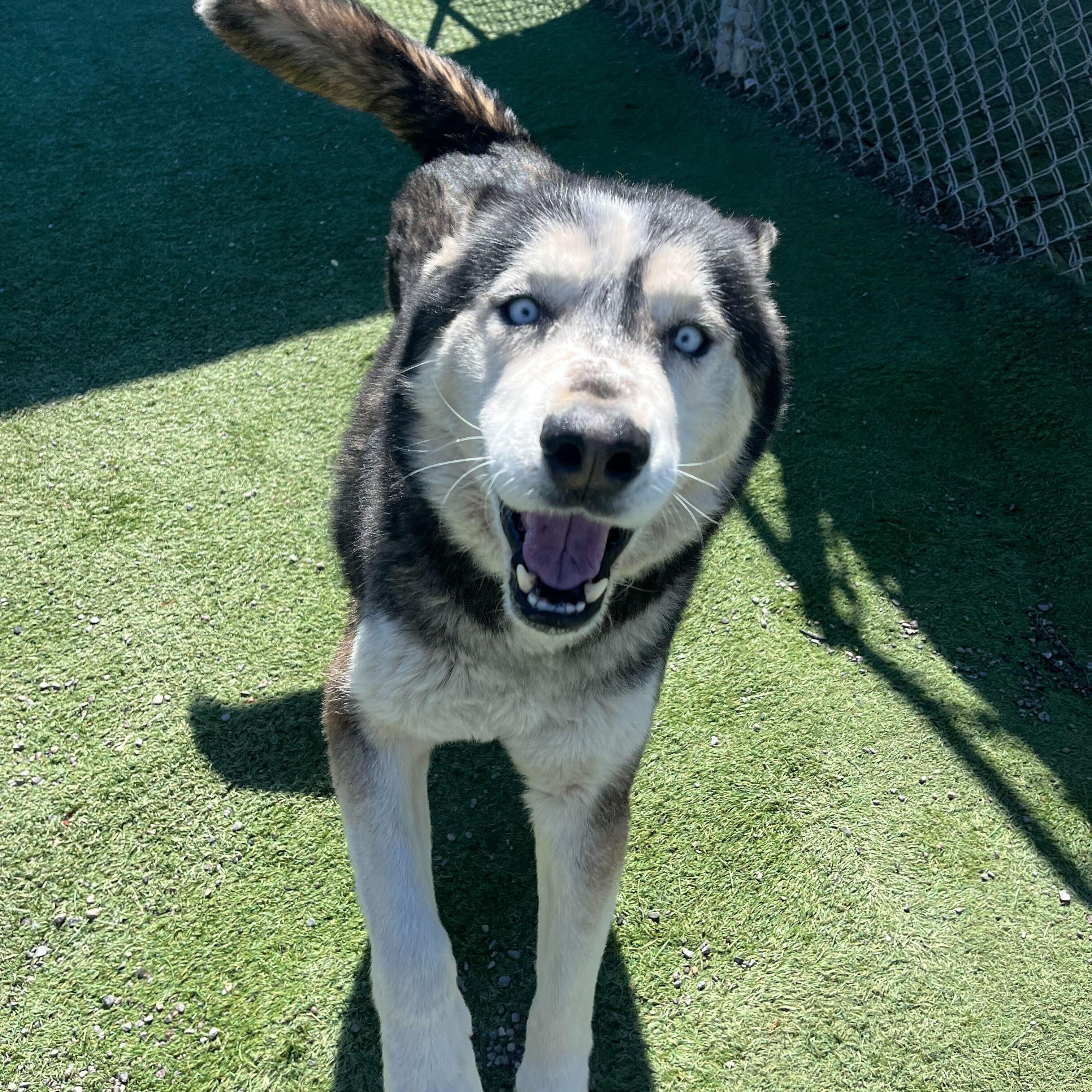 Enlarge Rex, a Adoptable Siberian Husky in San Rafael, CA image 5/6