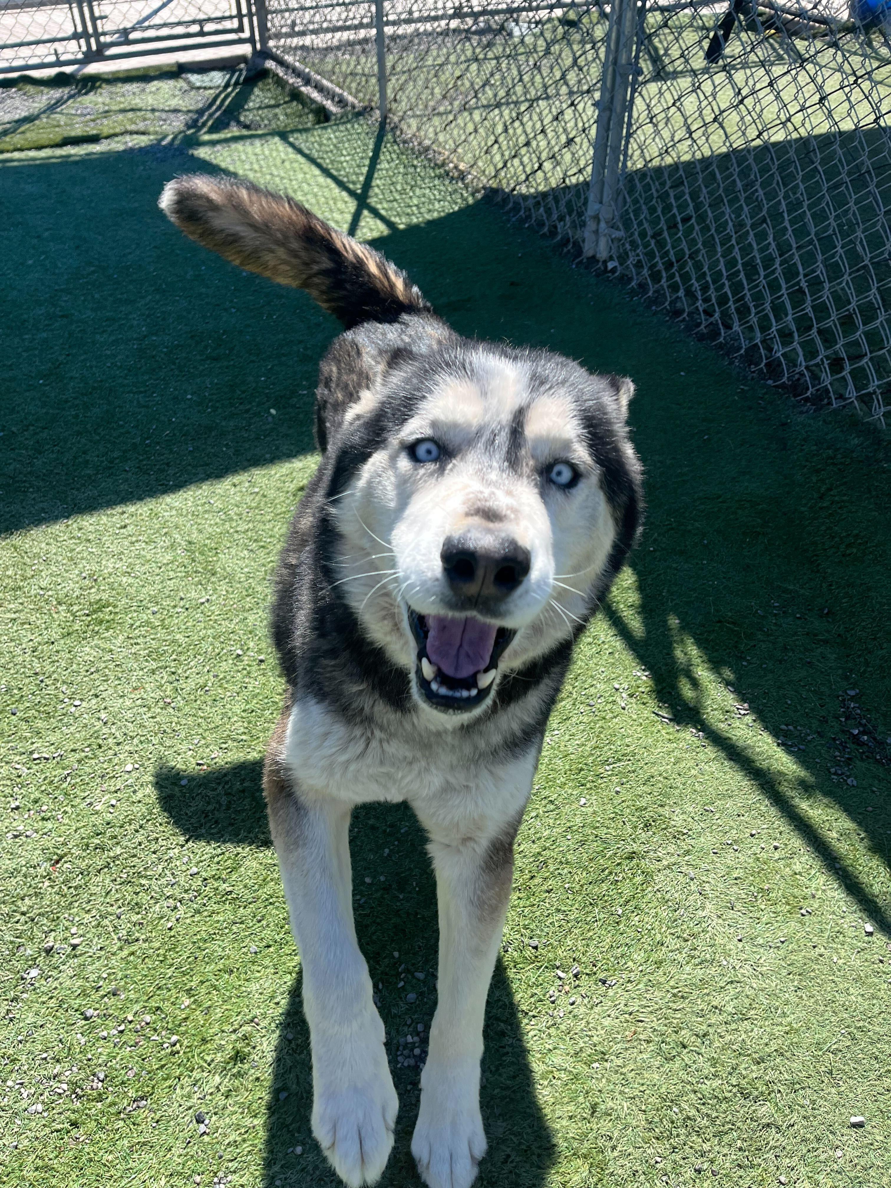 Rex, a ADOPTABLE Siberian Husky in Rohnert Park, CA image 3/6