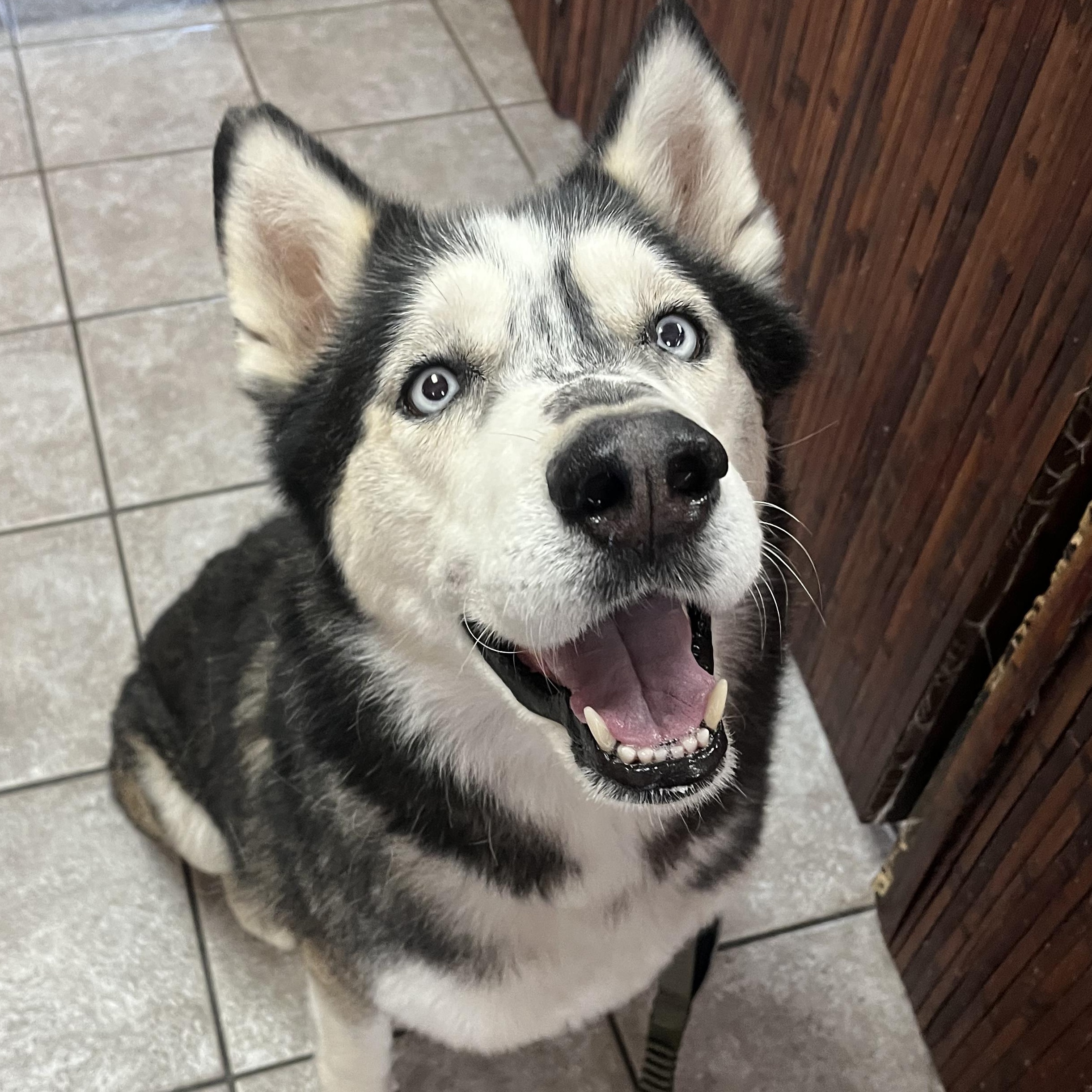 Enlarge Rex, a Adoptable Siberian Husky in San Rafael, CA image 1/6