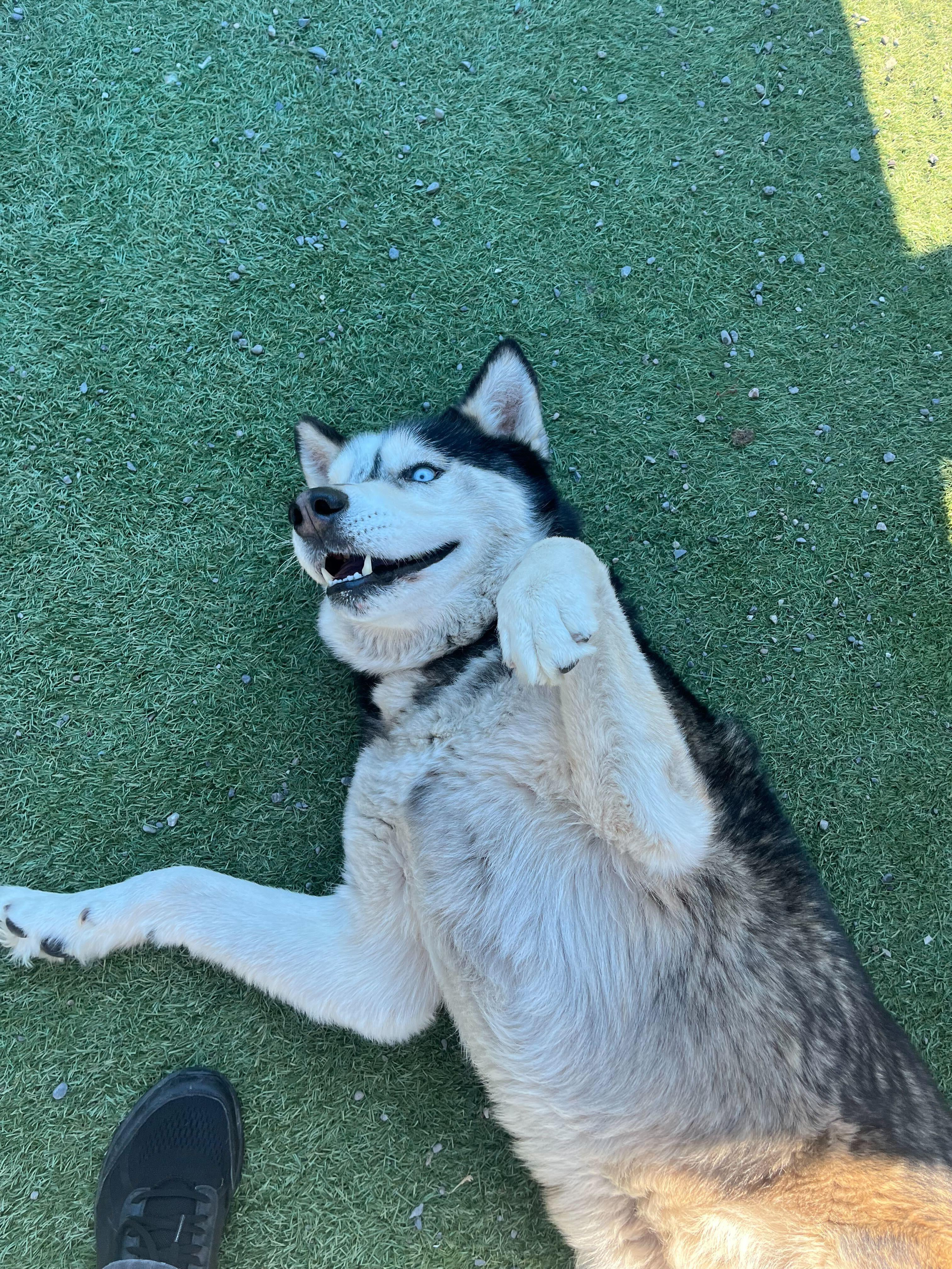Rex, a ADOPTABLE Siberian Husky in Rohnert Park, CA image 6/6