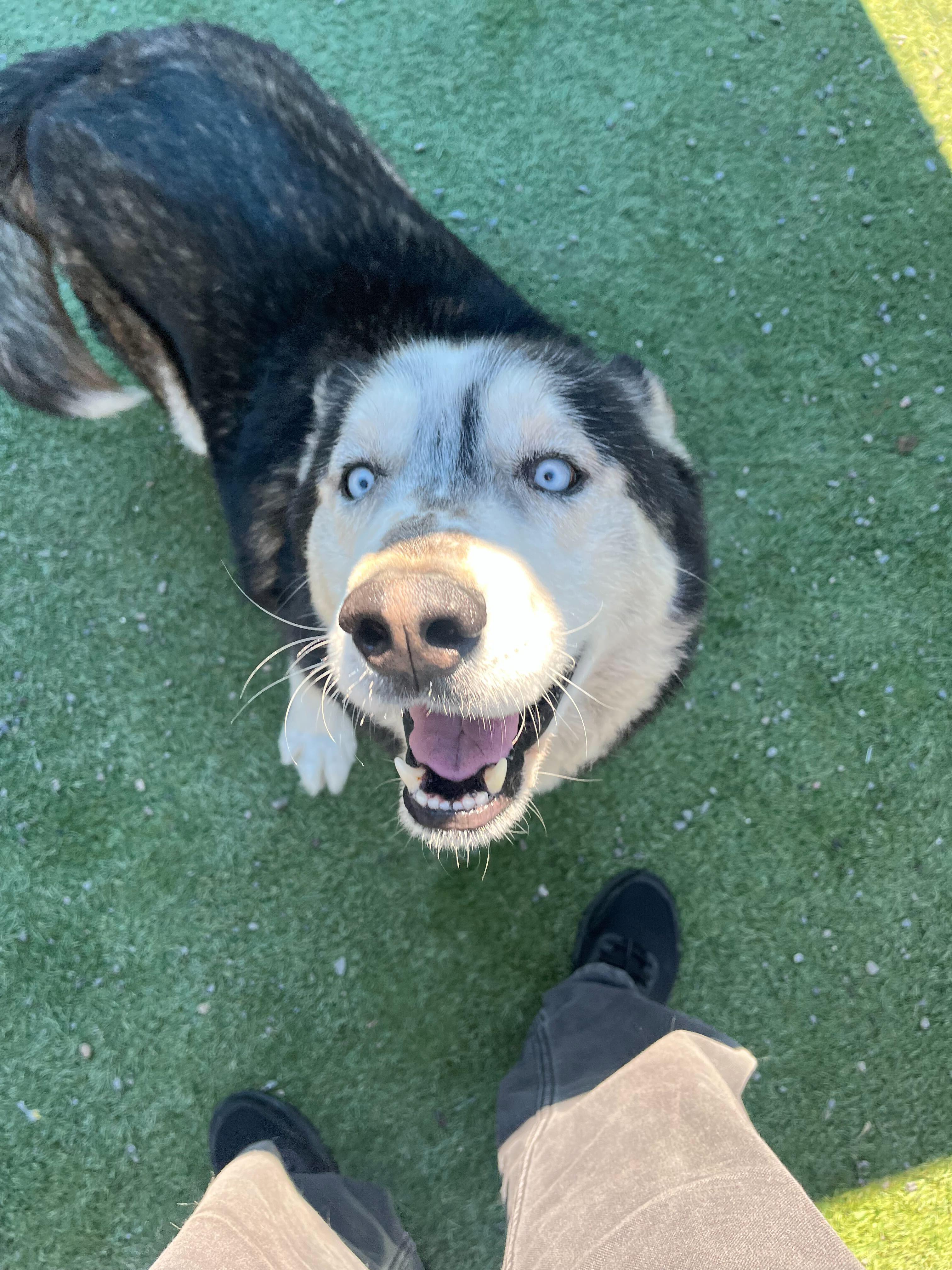 Rex, a ADOPTABLE Siberian Husky in Rohnert Park, CA image 4/6