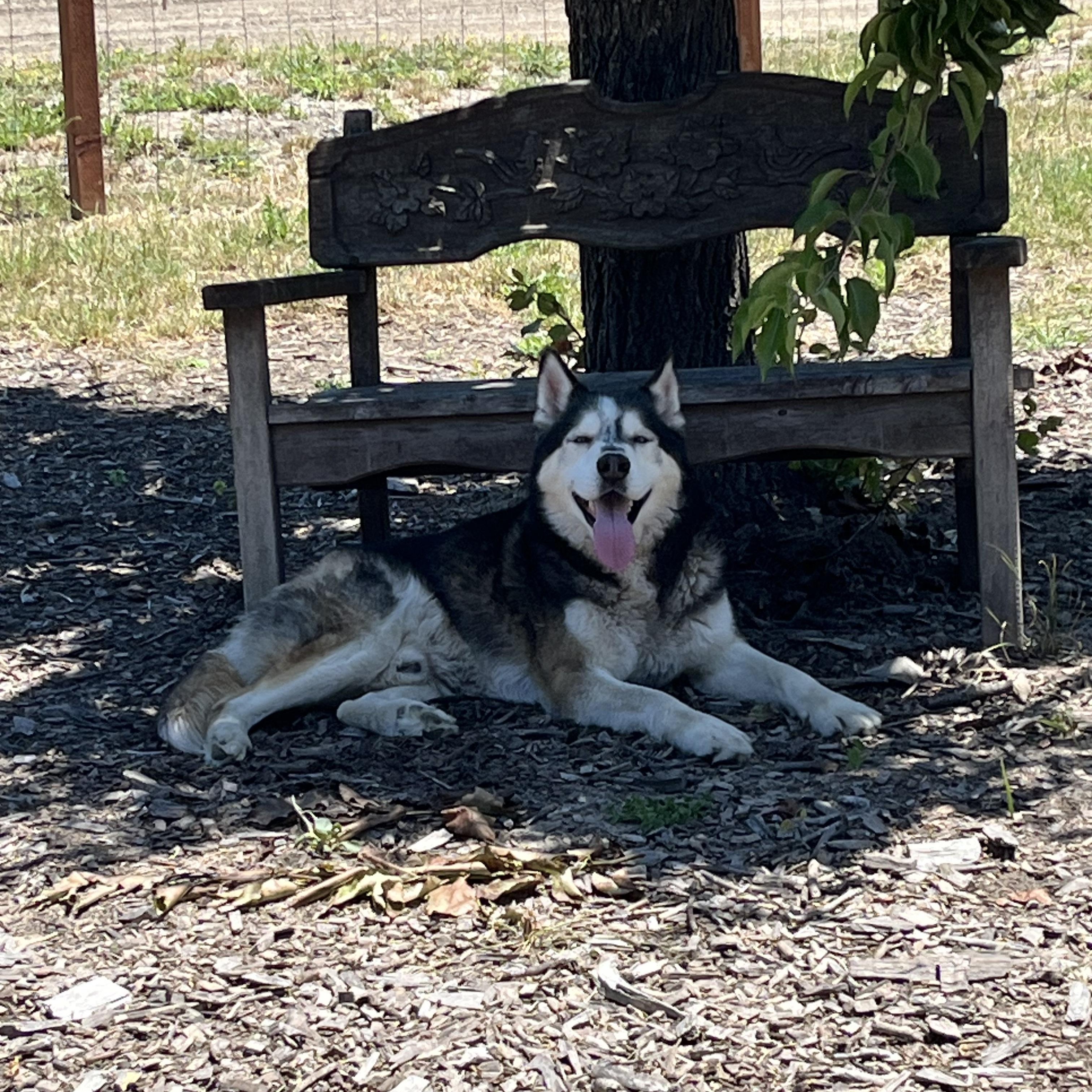 Enlarge Rex, a Adoptable Siberian Husky in San Rafael, CA image 3/6