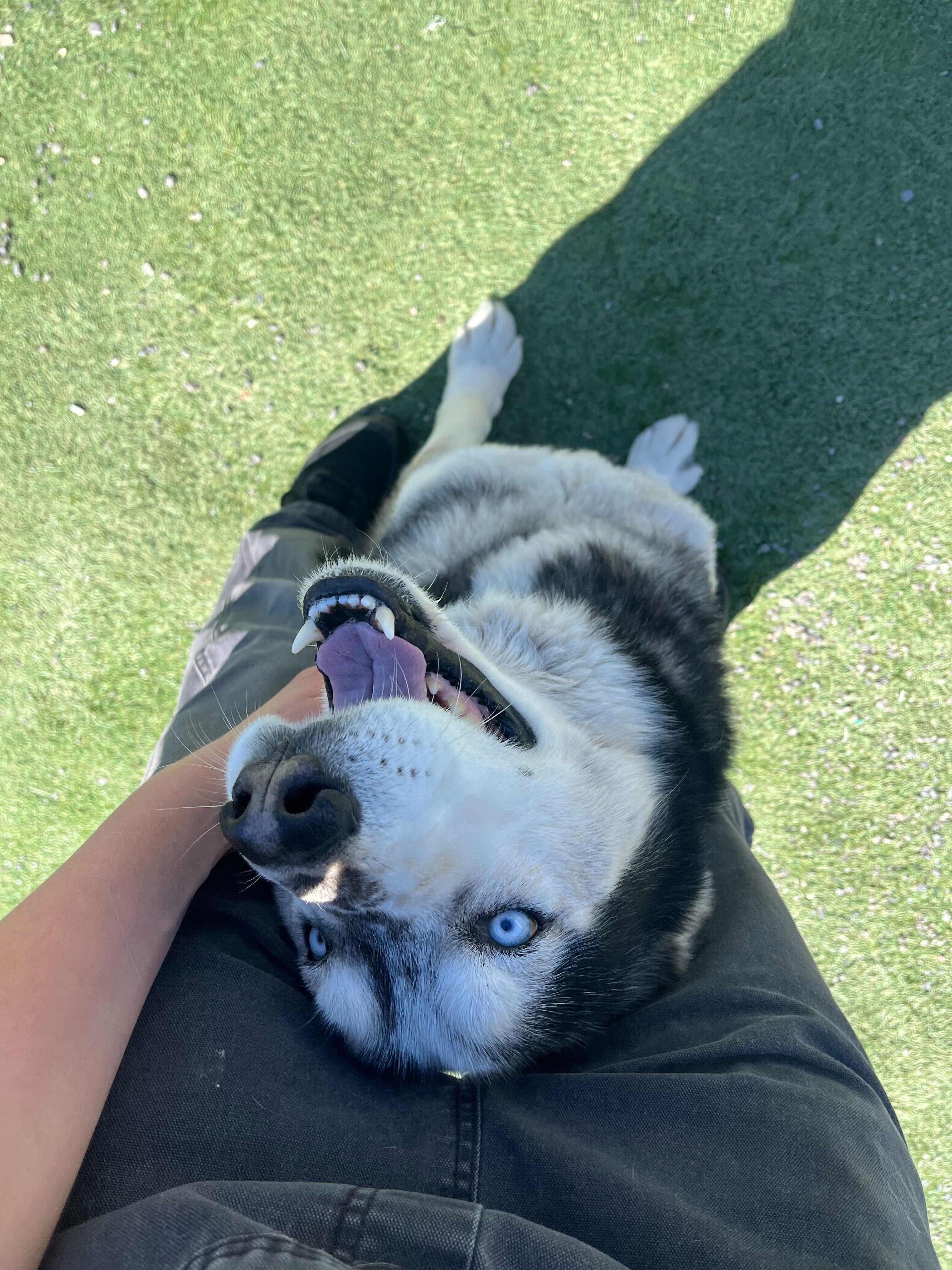 Rex, a ADOPTABLE Siberian Husky in Rohnert Park, CA image 2/6